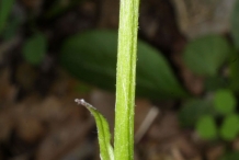 Golden-Ragwort-stem