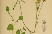 Illustration-of-Golden-Ragwort