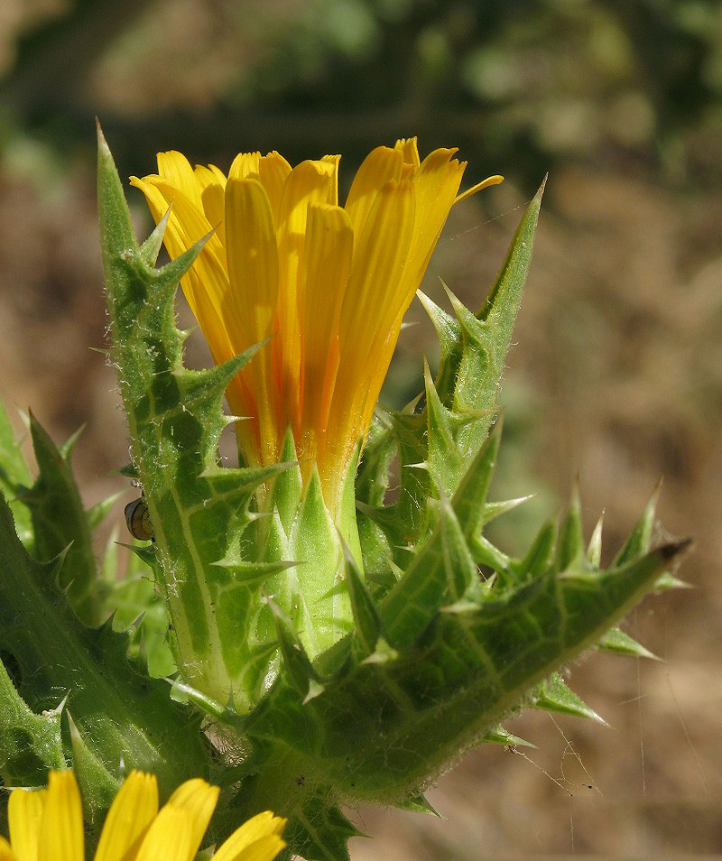 Flowering-buds-of-Golden-thistle