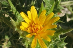 Closer-view-of-flower-of-Golden-thistle