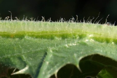 Closer-view-of-leaves-of-Golden-thistle