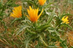 Flower-of-Golden-thistle