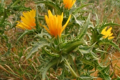 Flower-of-Golden-thistle