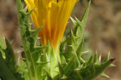 Flowering-buds-of-Golden-thistle