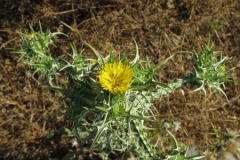 Golden-Thistle-Plant