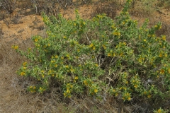 Golden-thistle-Plant-growing-wild
