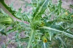 Leaves-of-Golden-thistle
