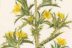 Plant-Illustration-of-Golden-thistle