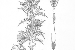 Sketch-of-Golden-thistle
