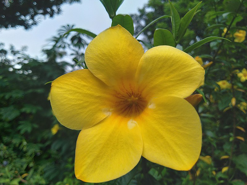 Closer-view-of-flower-of-Golden-Trumpet