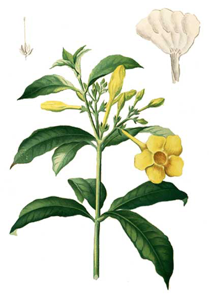 Plant-Illustration-of-Golden-Trumpet