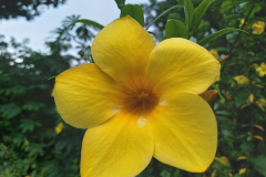 Closer-view-of-flower-of-Golden-Trumpet