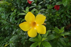Flower-of-Golden-Trumpet