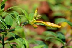 Flowering-bud-of-Golden-Trumpet