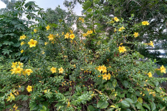 Golden-Trumpet-Plant-growing-wild