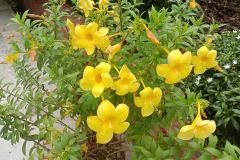 Golden-Trumpet-plant