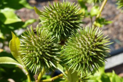 Immature-fruits-of-Golden-Trumpet