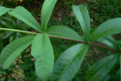 Leaves-of-Golden-Trumpet