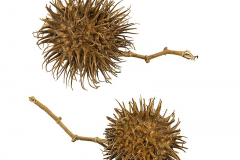 Mature-fruits-of-Golden-Trumpet