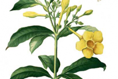 Plant-Illustration-of-Golden-Trumpet