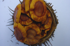 Seeds-of-Golden-Trumpet