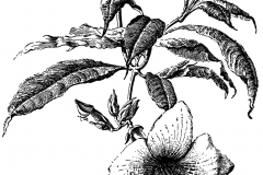 Sketch-of-Golden-Trumpet