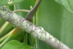 Stem-of-Golden-Trumpet