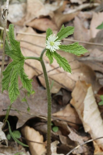 Small-Goldenseal-plant