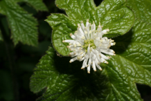Goldenseal-Flower