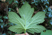 Goldenseal-Leaf