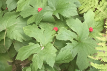 Goldenseal-plant-Bush