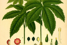 Goldenseal-plant-Illustration