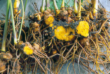 Goldenseal-root