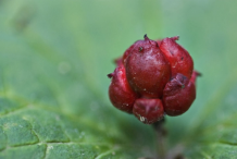 Ripe-Goldenseal-fruit