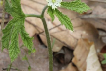 Small-Goldenseal-plant