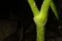 Stem-of-Goldenseal-plant