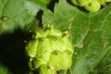 Unripe-Goldenseal-fruit