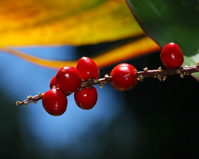 Closer-view-of-berries-of-Goodluck-Plant