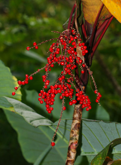 Mature-berries-of-Goodluck-Plant