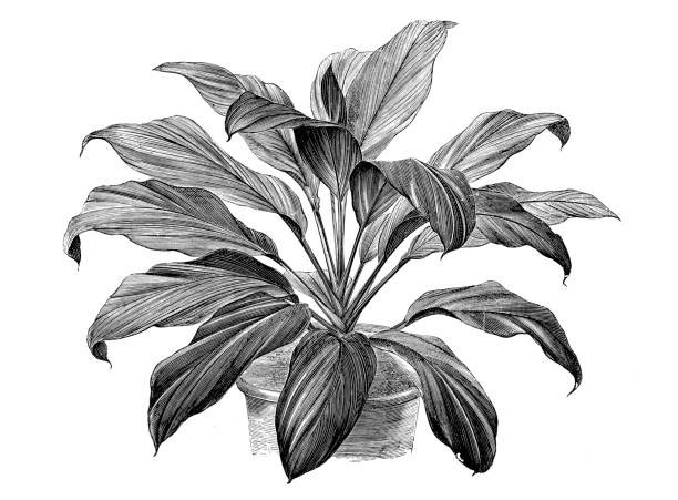 Sketch-of-Goodluck-Plant