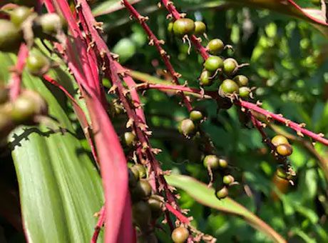 Unripe-berries-of-Goodluck-Plant