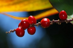 Closer-view-of-berries-of-Goodluck-Plant