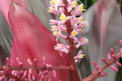 Flower-of-Goodluck-Plant
