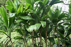 Goodluck-Plant