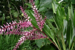Inflorescesnce-of-Goodluck-Plant