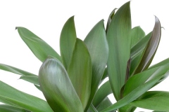 Leaves-of-Goodluck-Plant