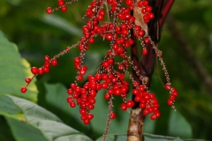 Mature-berries-of-Goodluck-Plant