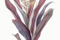 Plant-Illustration-of-Goodluck-Plant