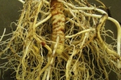 Roots-of-Goodluck-Plant
