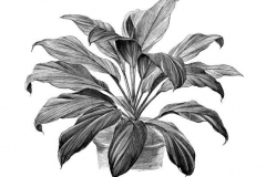 Sketch-of-Goodluck-Plant